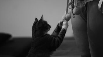 Kitten Disrupts Bondage Session