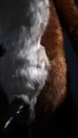 So I wore my canine sheath with my murrsuit