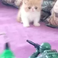 Water Gun