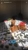 Insta Chanel