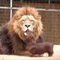 when you -really- want to get eaten, but the pred isn't into it