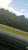 Little piggies spotted in the wild today 24 Aug 2019