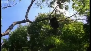 Chimpanzees hunting and eating a Red Colobus