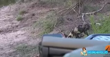 Unborn impala torn from womb by African Painted Dog:)