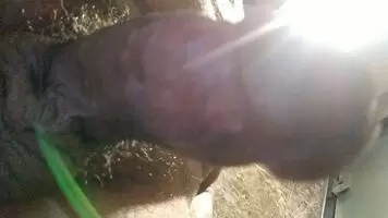 Throbbing Bazooka needs a worshiper!