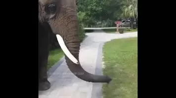 Elephant had his own Agenda