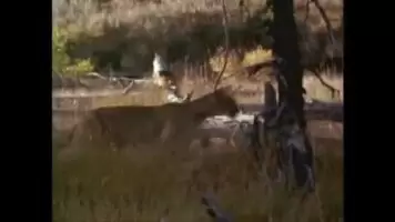 Epic puma takedown