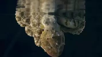 Anyone else see the titties?