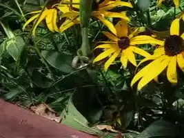 Mantis eats a live snake