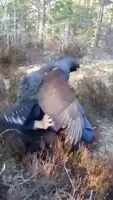 Bird trying to fuck guy on the phone