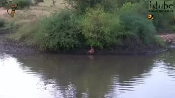Impala gets dragged out of the water by African Wild Dogs