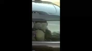 The trucker has a shock! What they showed him from the car window