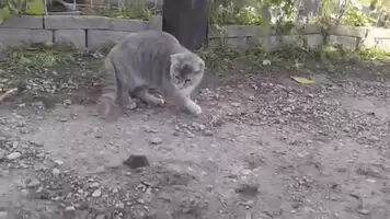 that cat's gonna get that mooOOAAHH, HOLY SHIT