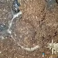 Tarantula Hunts