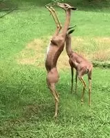 Deer-people