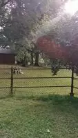 Blonde slut pooping in the park