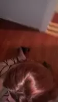 Receiving sloppy head from this great hotwife