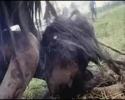 Cannibal Holocaust