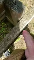 Nuttin' on the trail